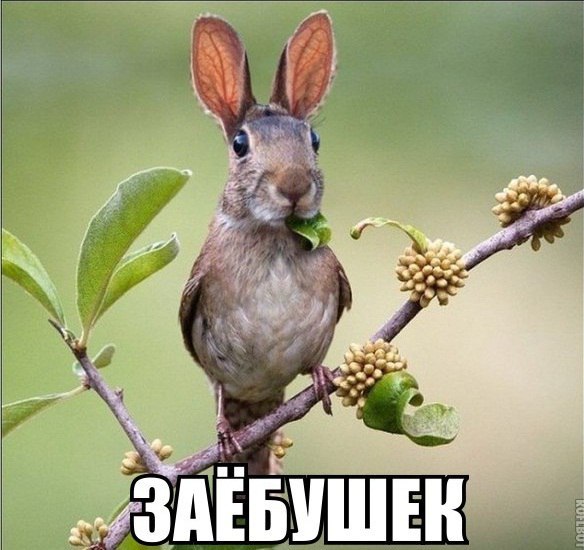 https://pp.userapi.com/c540107/v540107732/3fa59/UMz1-uzoY8o.jpg