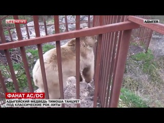 Адыгейский медведь Тимоша стал фанатом австралийской группы AC/DC