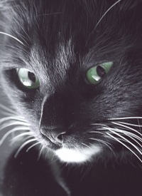 Cat Ghost