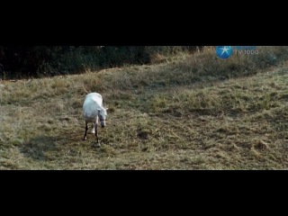 Золото (2012) Безруков, Мерзликин, Пореченков
