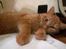 Безкота_добро