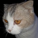 Безкота_добро