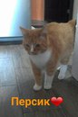 Безкота_добро