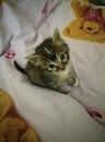 Безкота_добро