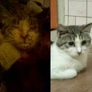 Безкота_добро