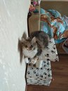 Безкота_добро