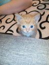 Безкота_добро