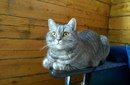 Безкота_добро