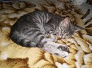 Безкота_добро