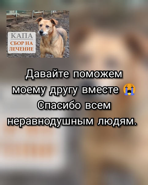 Фото: Капа мой самый верный друг Сейчас ей уже 10 лет. Она ласковая, совсем не агрессивная собака. И очень скромная.Капа очень стойкая девочка. <br> <br>Два года назад на подушечке задней лапы Капы образовалась опухоль, которая продолжает расти до сих пор. Сейчас она достигла размера 4 см. Капа почти не может наступать на лапу, только касается ею поверхности земли или пола в вольере. Капу свозили на первичный прием в клинику, где поставили диагноз 