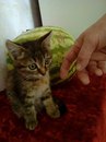 Безкота_добро