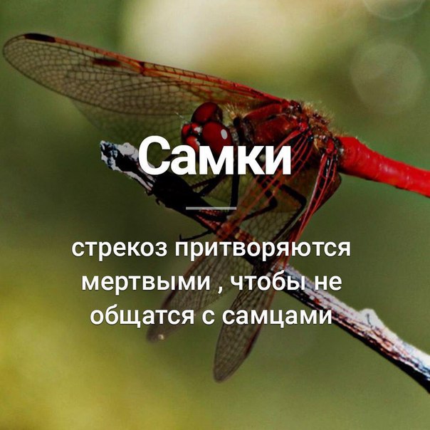 Название