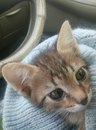 Безкота_добро