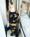 Безкота_добро