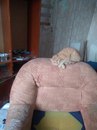Безкота_добро