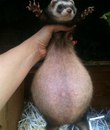 Беременные животные