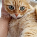 Безкота_добро