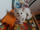 Безкота_добро