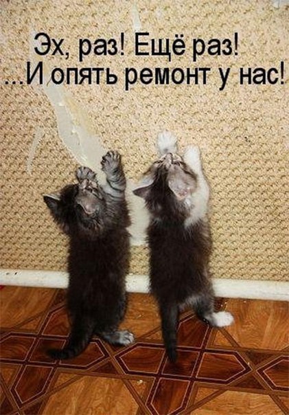 Кошки и прочие забавные животные - Страница 7 DUO8Ds9RzNo