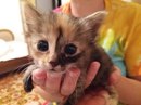Безкота_добро