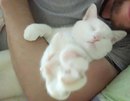Безкота_добро