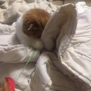 Иногда я немного кот