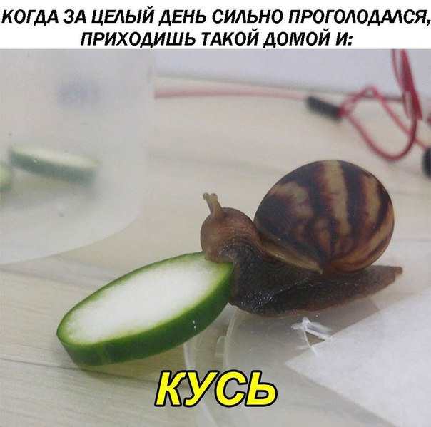 смешные картинки