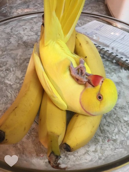НАСТОЯЩИЙ МАСТЕР МАСКИРОВКИ 
