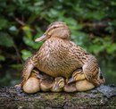 Считается, что если поделиться этой фотографией с друзьями, вас обязательно ждёт счастье!