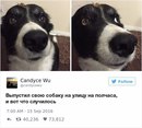 Как можно не любить собак?