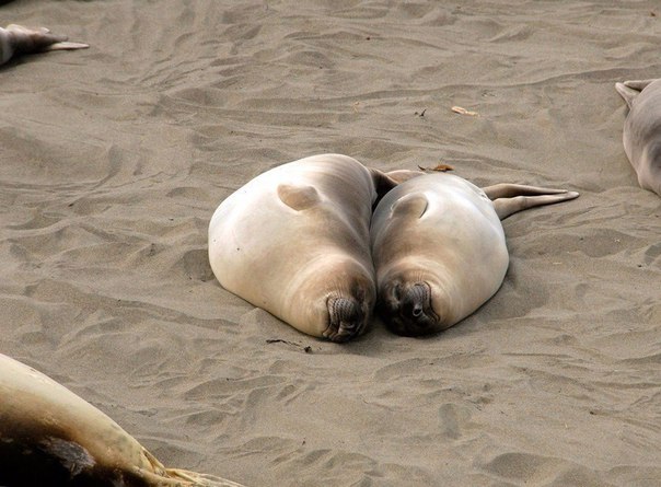 Смешные морские львы