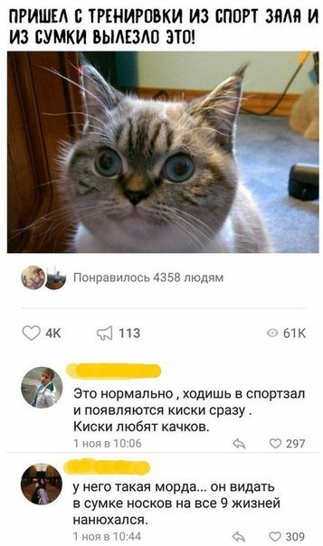 Фото Смешных Кисок Фото Смешных Кисок
