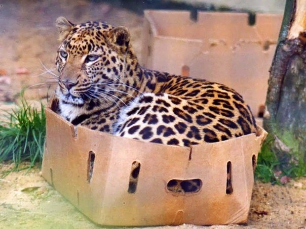 Кошки, они и в Африке кошки.