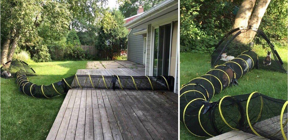 Кошки в нашей жизни. Кошки и все, что с ними связано.