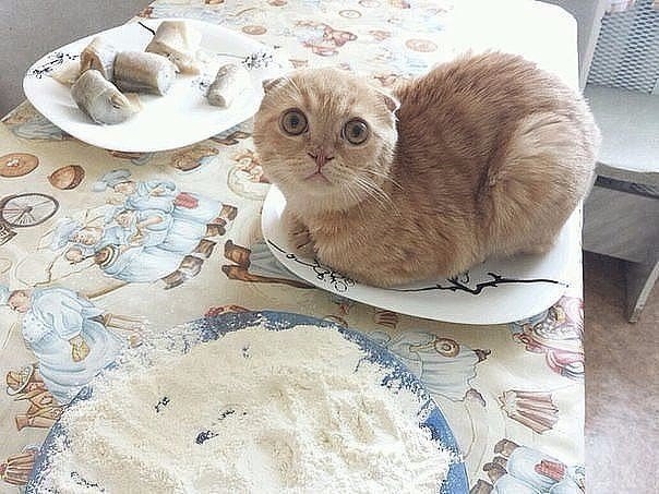 Типичный кот - Страница 3 WjHjTNmA3xs