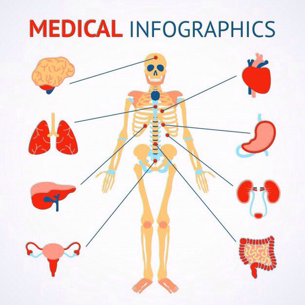 Internal organs – внутренние органы
