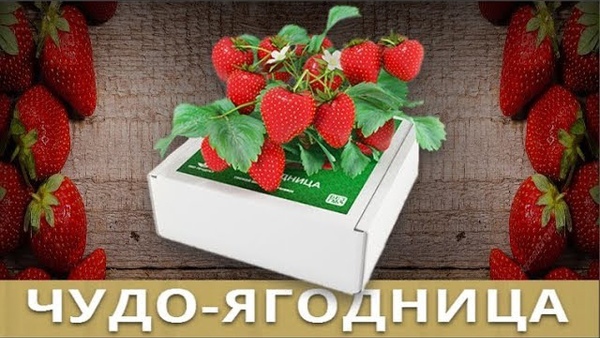 Чудо-ягодница Сказочный сбор в Кременчуге