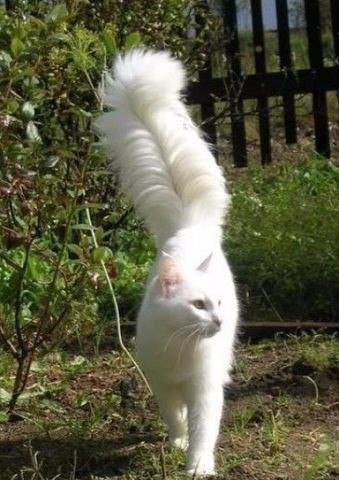 Кошки в нашей жизни. Кошки и все, что с ними связано.