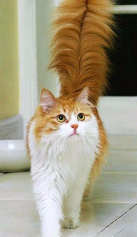 Кошки в нашей жизни. Кошки и все, что с ними связано.