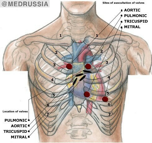 Аудиолекция. Пропедевтика. Сердечные шумы