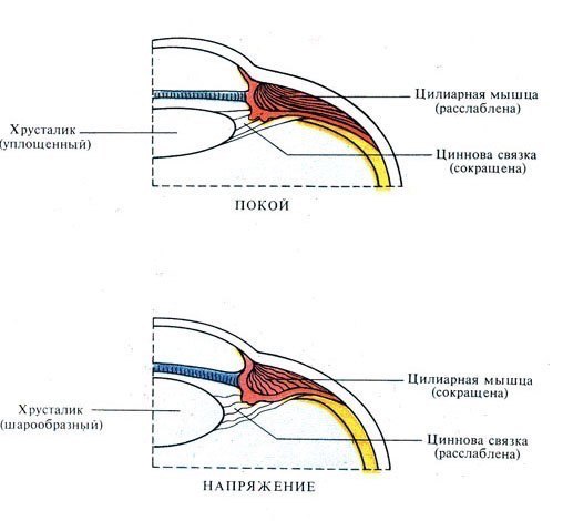 Аккомодация глаза
