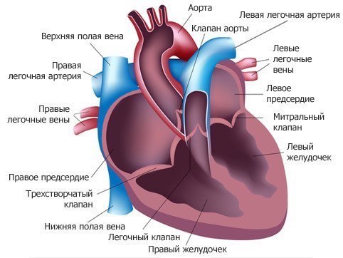Законы сердечной деятельности: закон Франка-Старлингa. Рефлекс Бейнбриджа. Законы сердечной деятельности: закон Франка-Старлингa. Рефлекс Бейнбриджа.