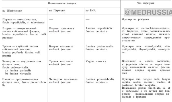Фасции шеи: По Шевкуненко, Пирогову, по PNA