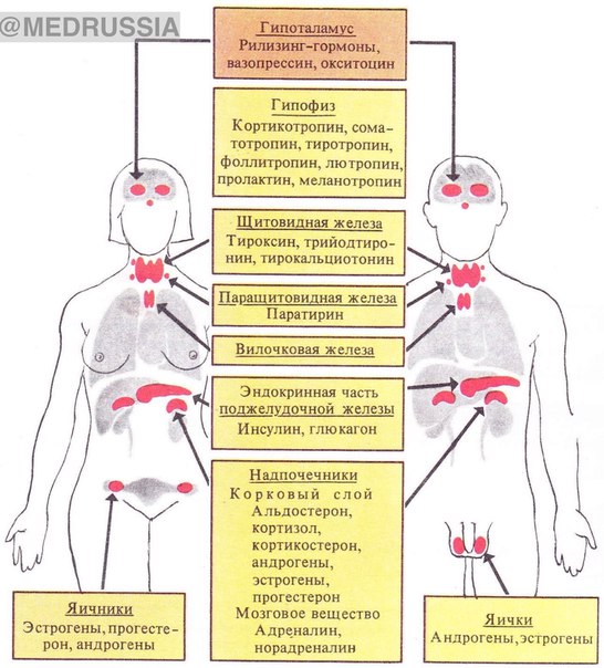 Эндокринная система наглядно