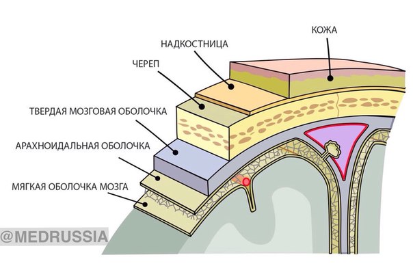 Топографическая анатомия черепа: послойное строение
