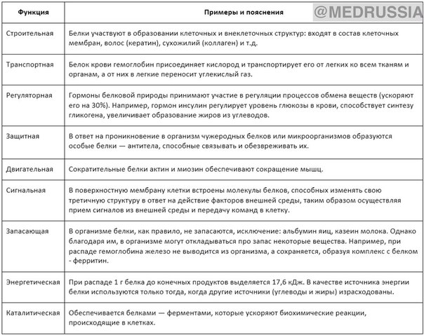 Краткий обзор функций белков в организме человека