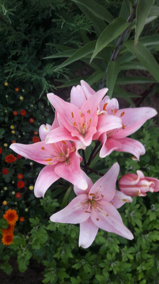 фотография из вКонтакта