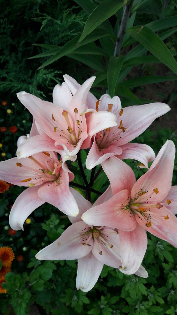 фотография из вКонтакта