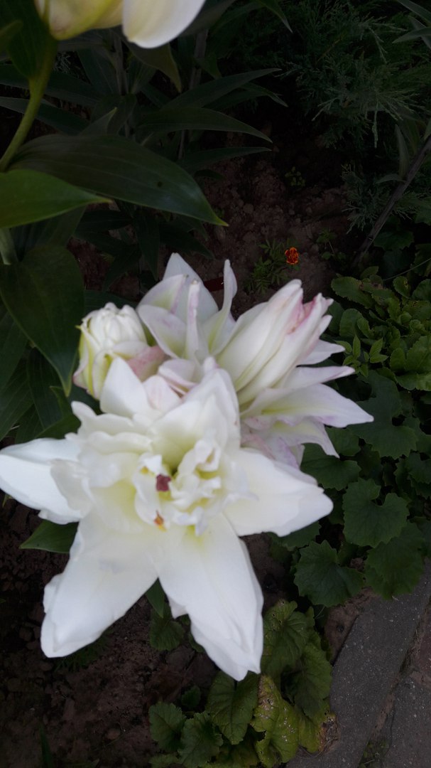 фотография из вКонтакта