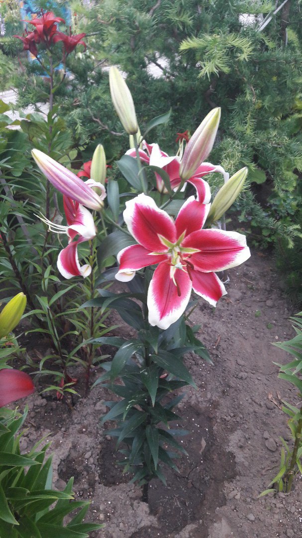 фотография из вКонтакта